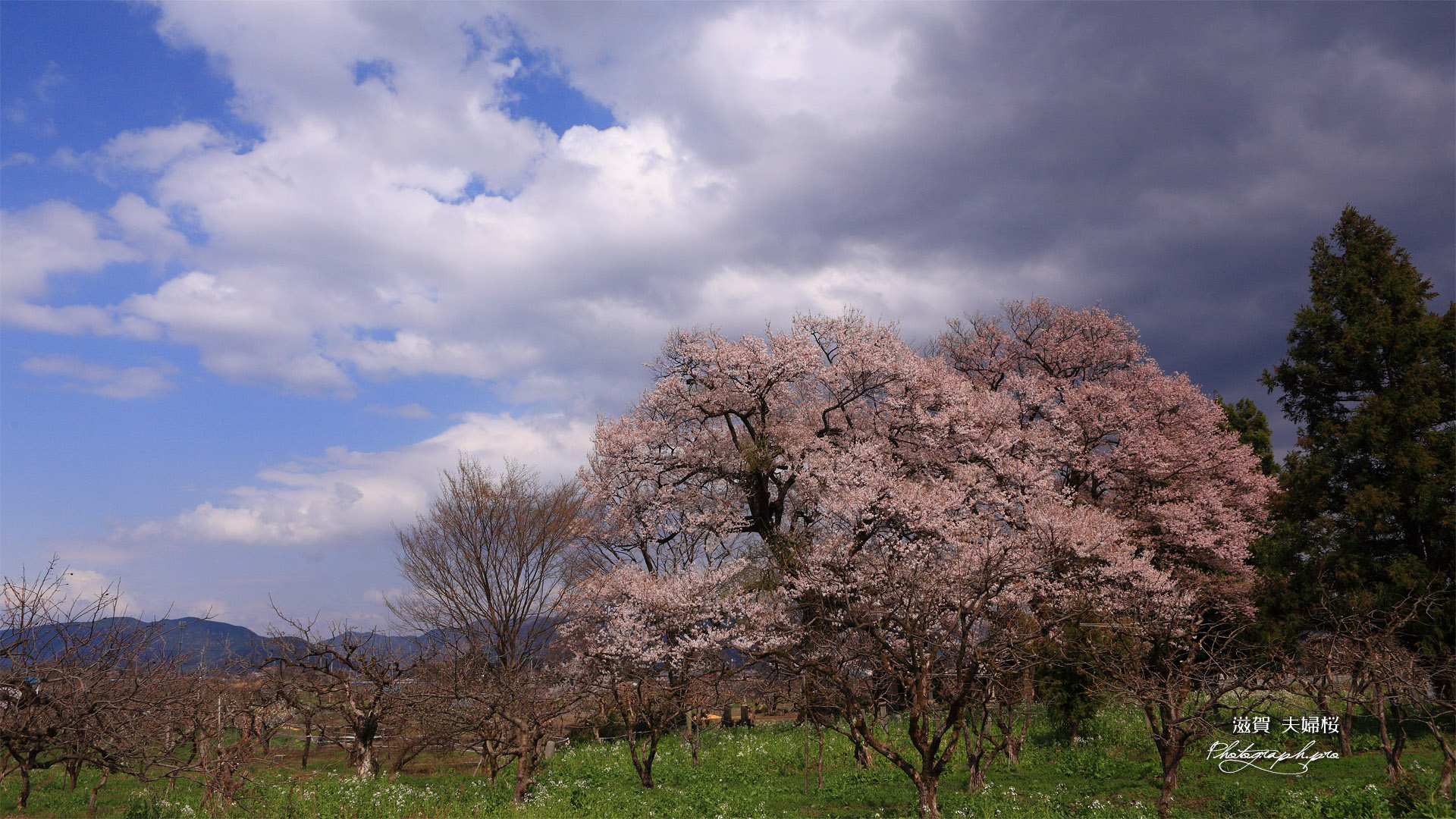 深清水の夫婦桜