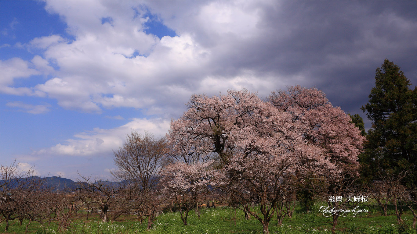 深清水の夫婦桜 壁紙
