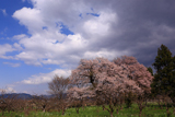 深清水の夫婦桜