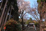 酒波寺のエドヒガンザクラ