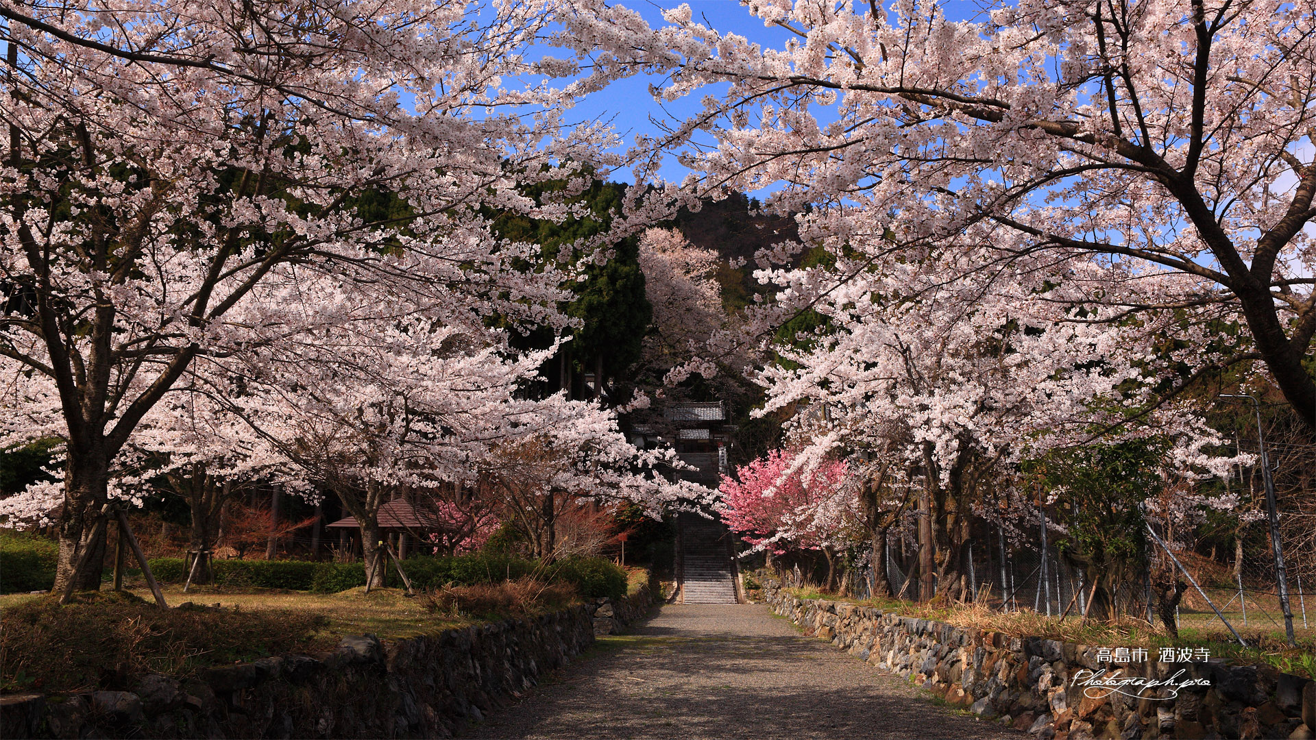酒波寺 サクラ咲き誇る