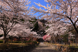 酒波寺 サクラ咲き誇る