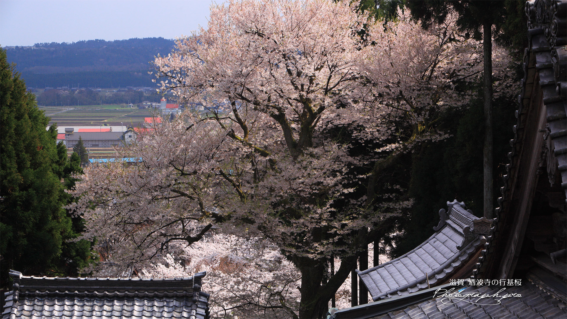 酒波寺のエドヒガン