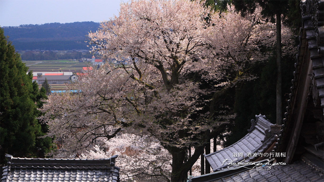 酒波寺のエドヒガン 壁紙