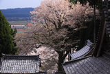 酒波寺のエドヒガン