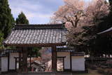 酒波寺の江戸彼岸桜
