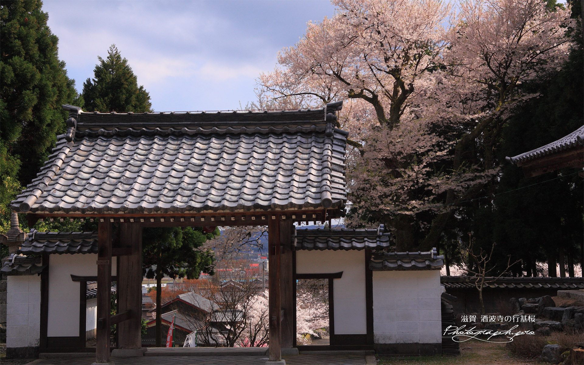 酒波寺の江戸彼岸桜