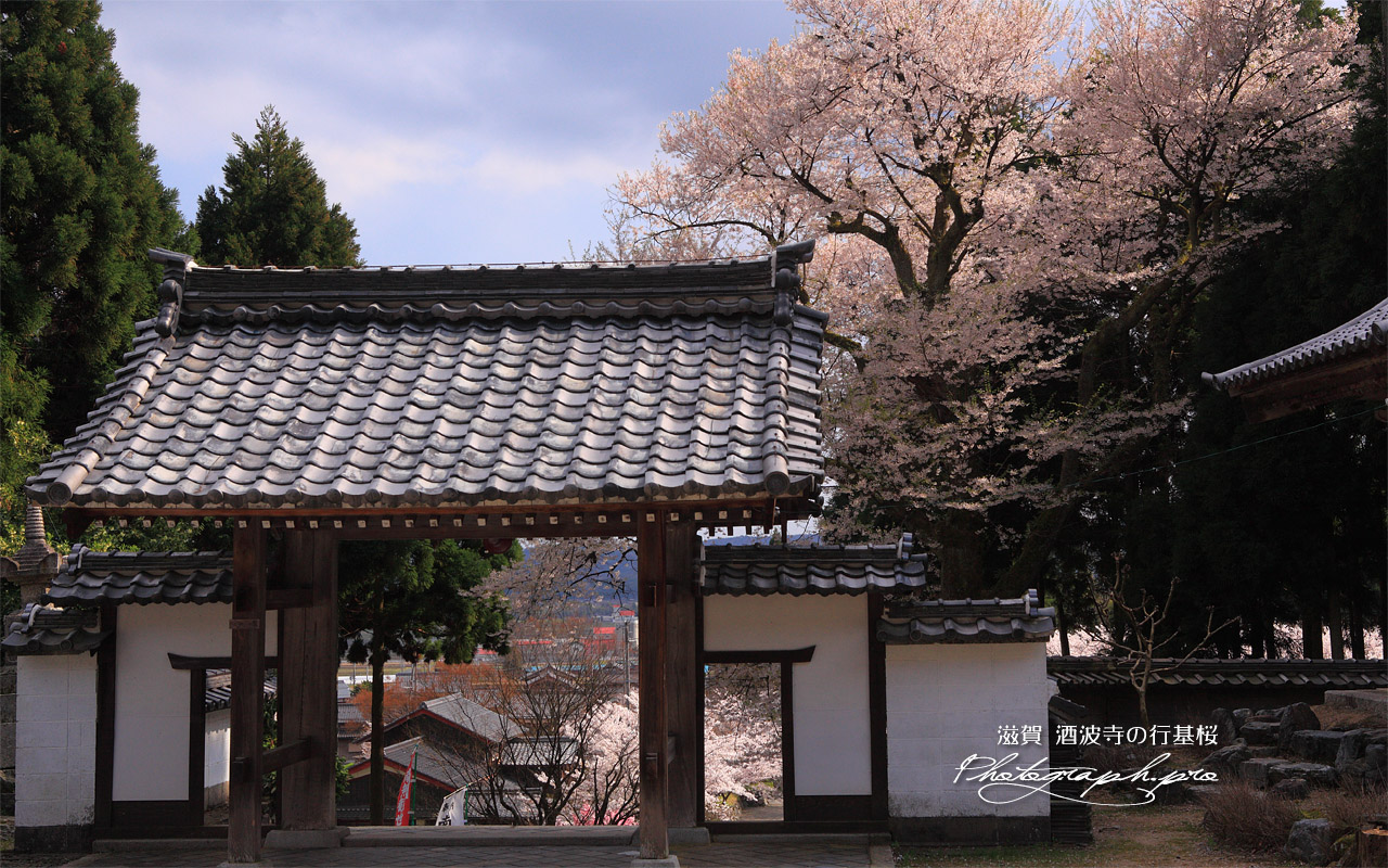 酒波寺の江戸彼岸桜 壁紙