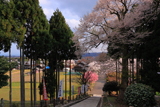 酒波寺の行基桜
