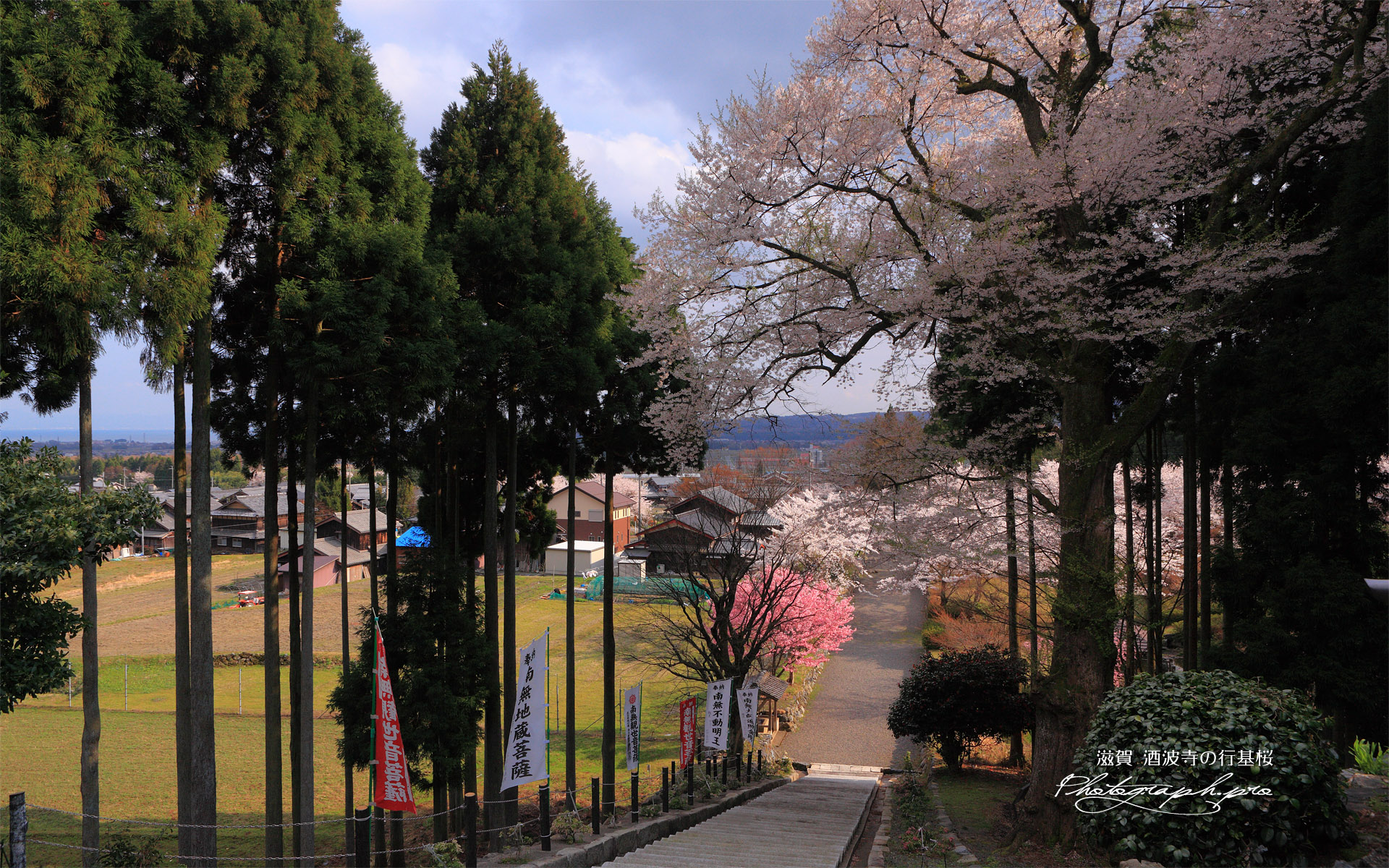 酒波寺の行基桜