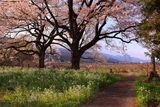 今津の夫婦桜