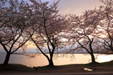 海津大崎の桜