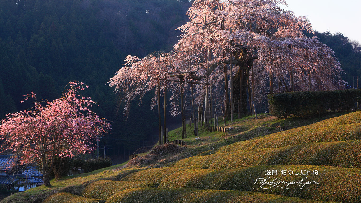 畑の枝垂桜 壁紙