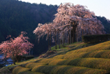 畑の枝垂桜