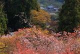 春日神社の山桜
