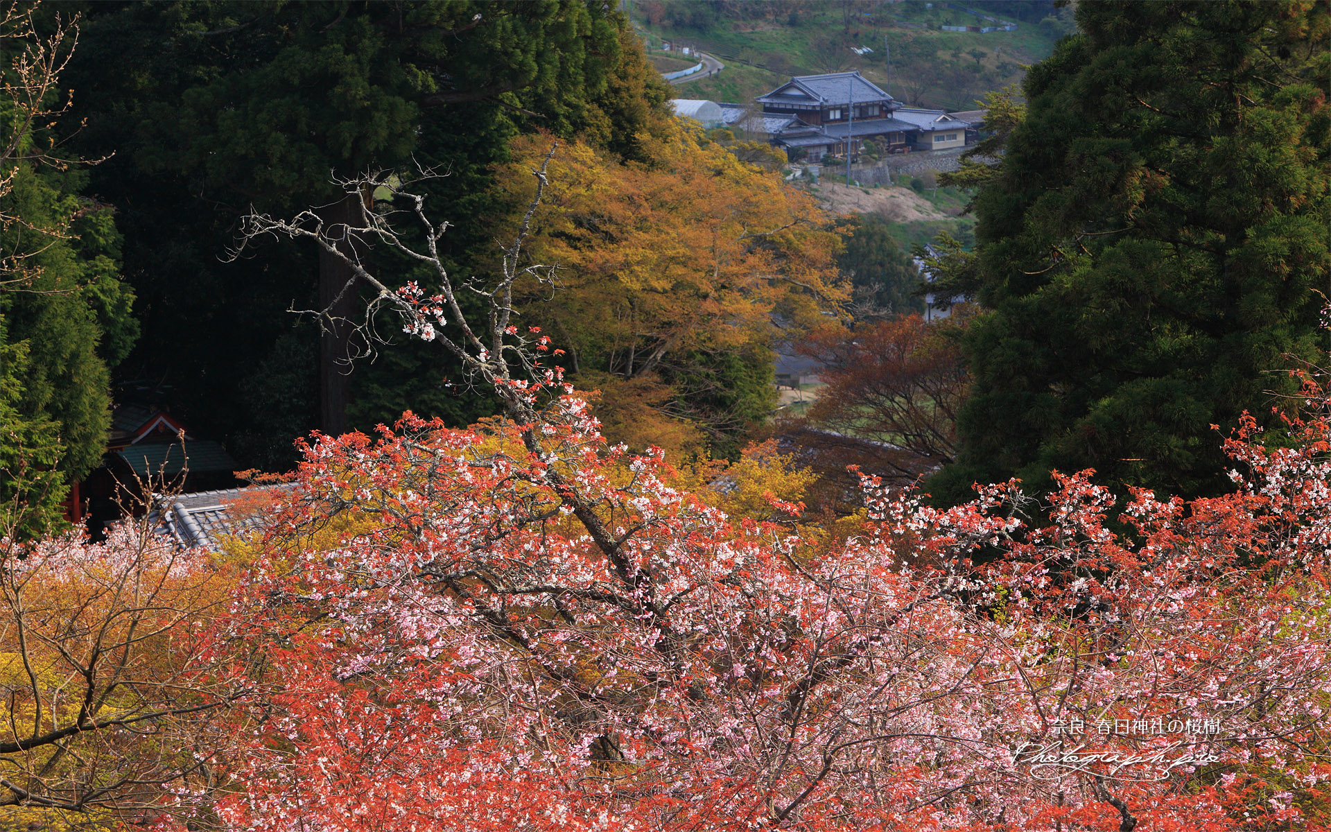 春日神社の山桜