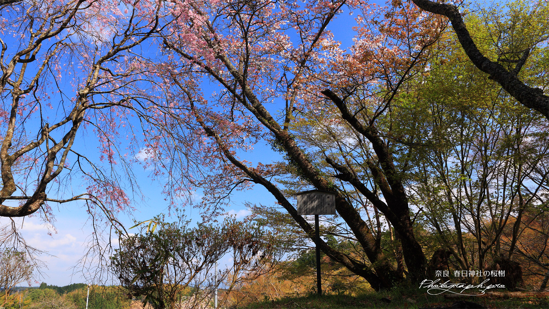 春日神社の桜樹