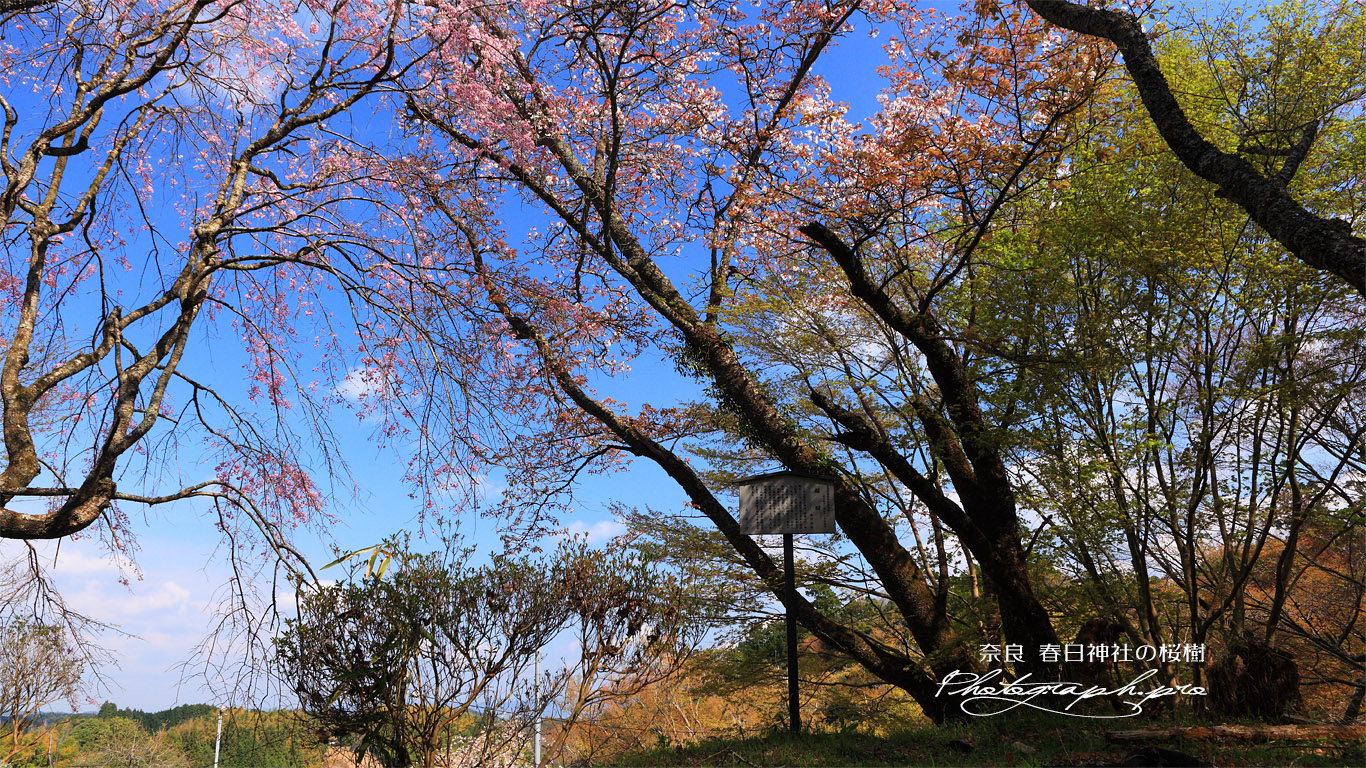 春日神社の桜樹 壁紙