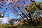 春日神社の桜樹