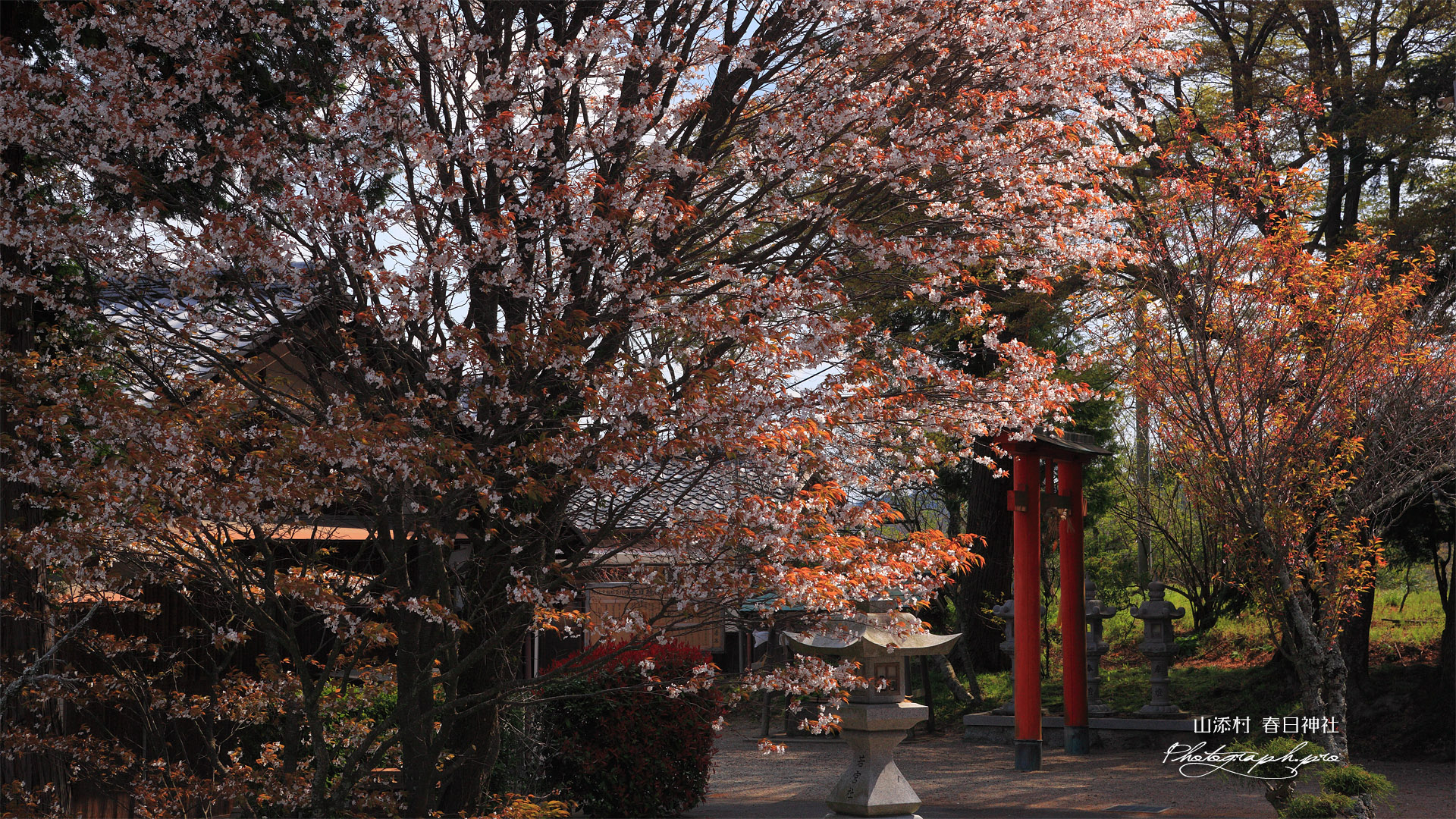 山添村 春日神社の桜