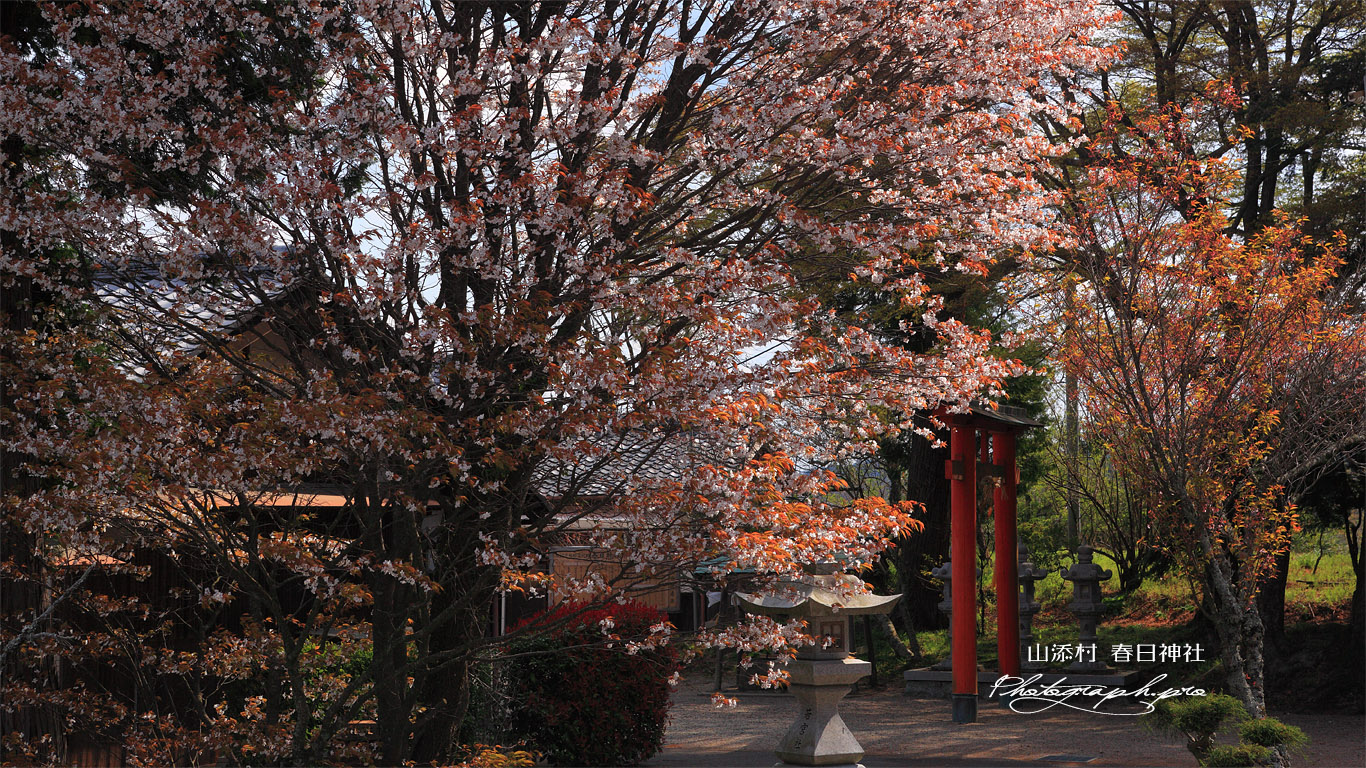 山添村 春日神社の桜 壁紙