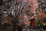 山添村 春日神社の桜