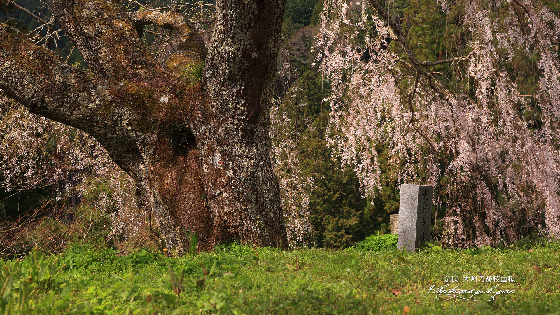 大照寺跡のしだれ桜