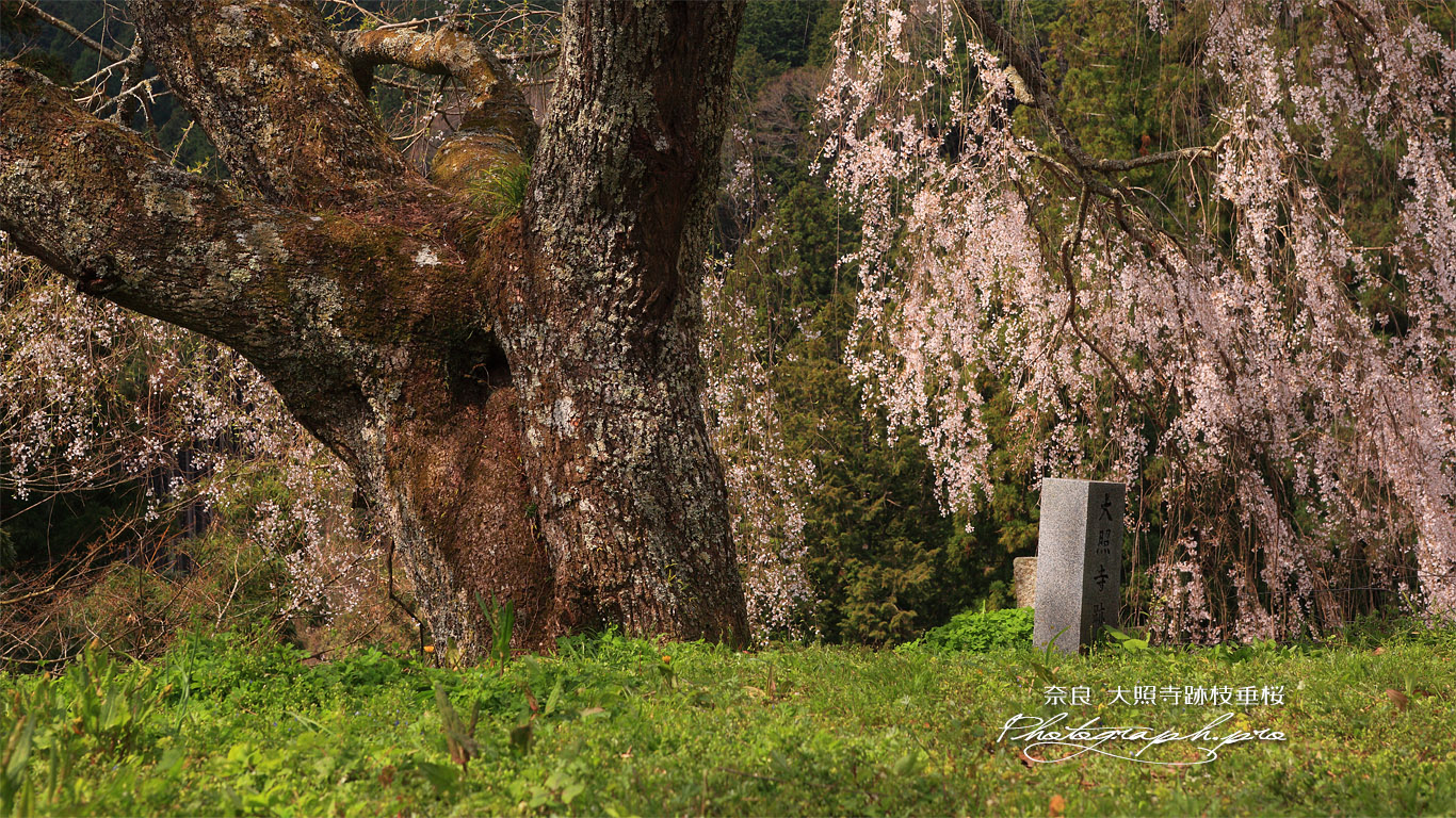 大照寺跡のしだれ桜 壁紙