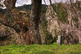 大照寺跡のしだれ桜