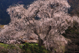 大照寺跡の枝垂れ桜