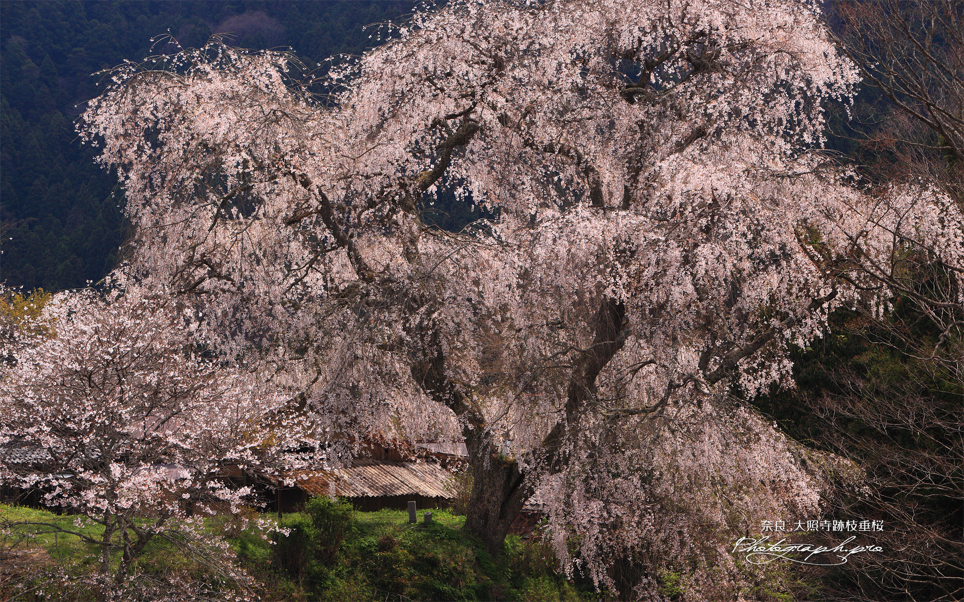 大照寺跡の枝垂れ桜