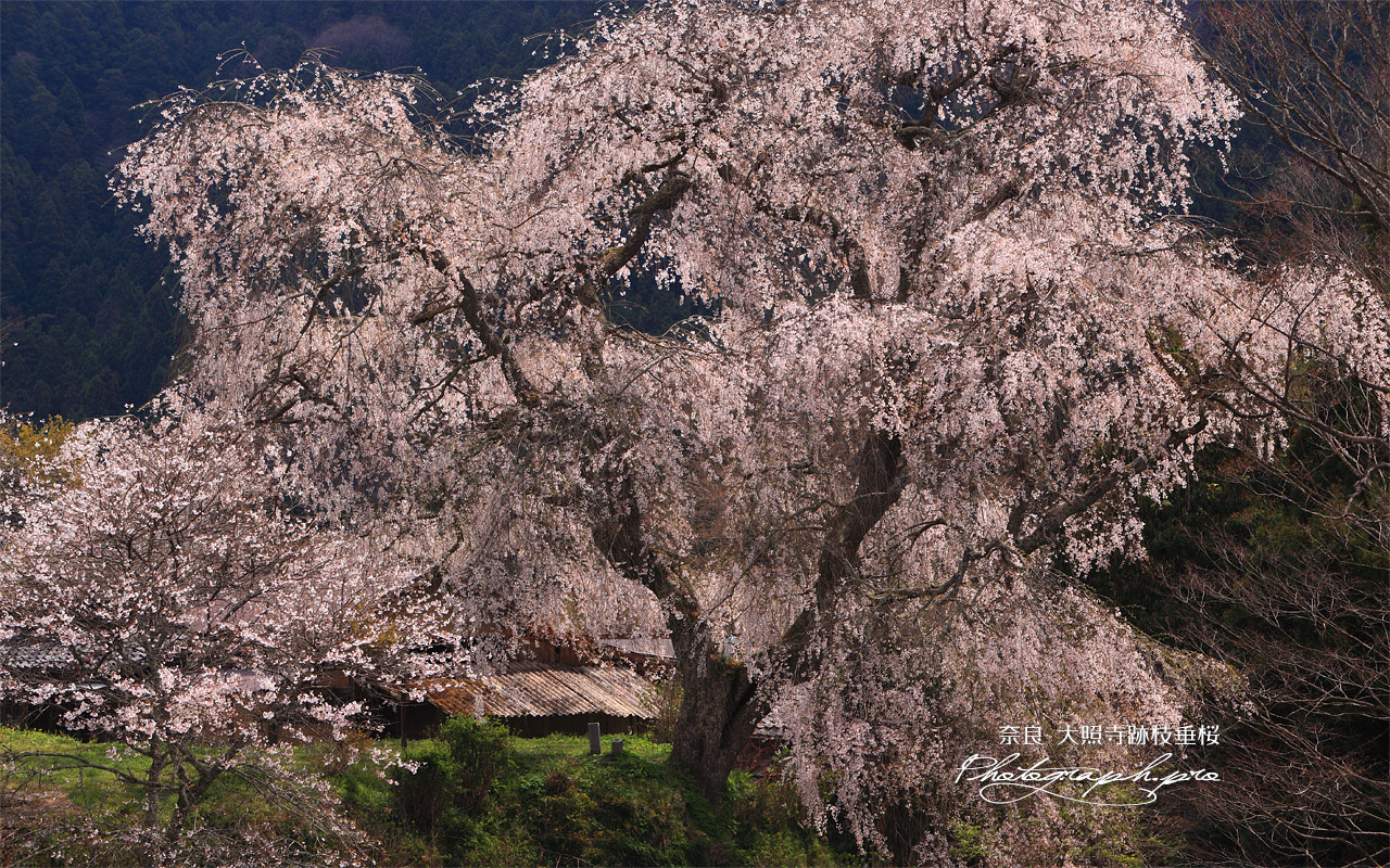 大照寺跡の枝垂れ桜 壁紙