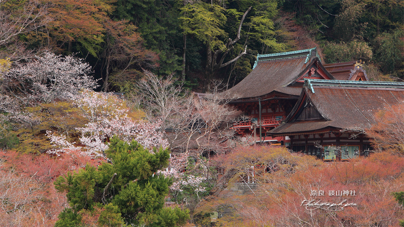 談山神社 桜と社殿 壁紙
