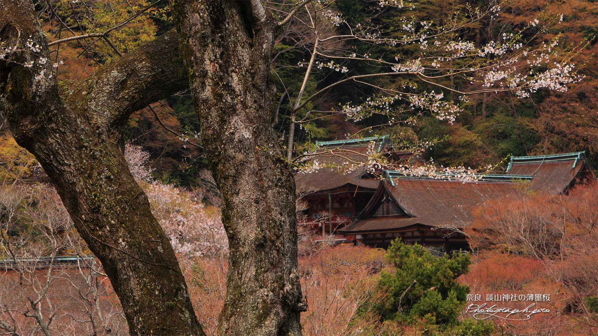 談山神社の薄墨桜