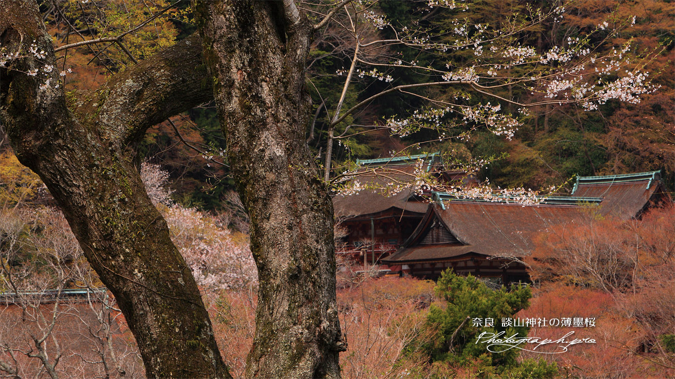 談山神社の薄墨桜 壁紙