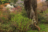 談山神社の小づつみ桜