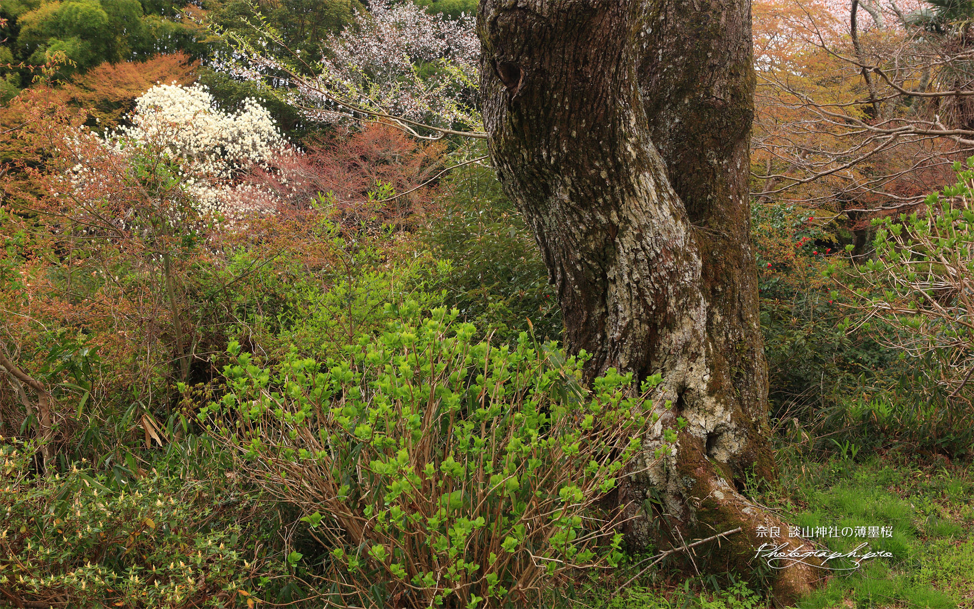 談山神社の小つづみ桜