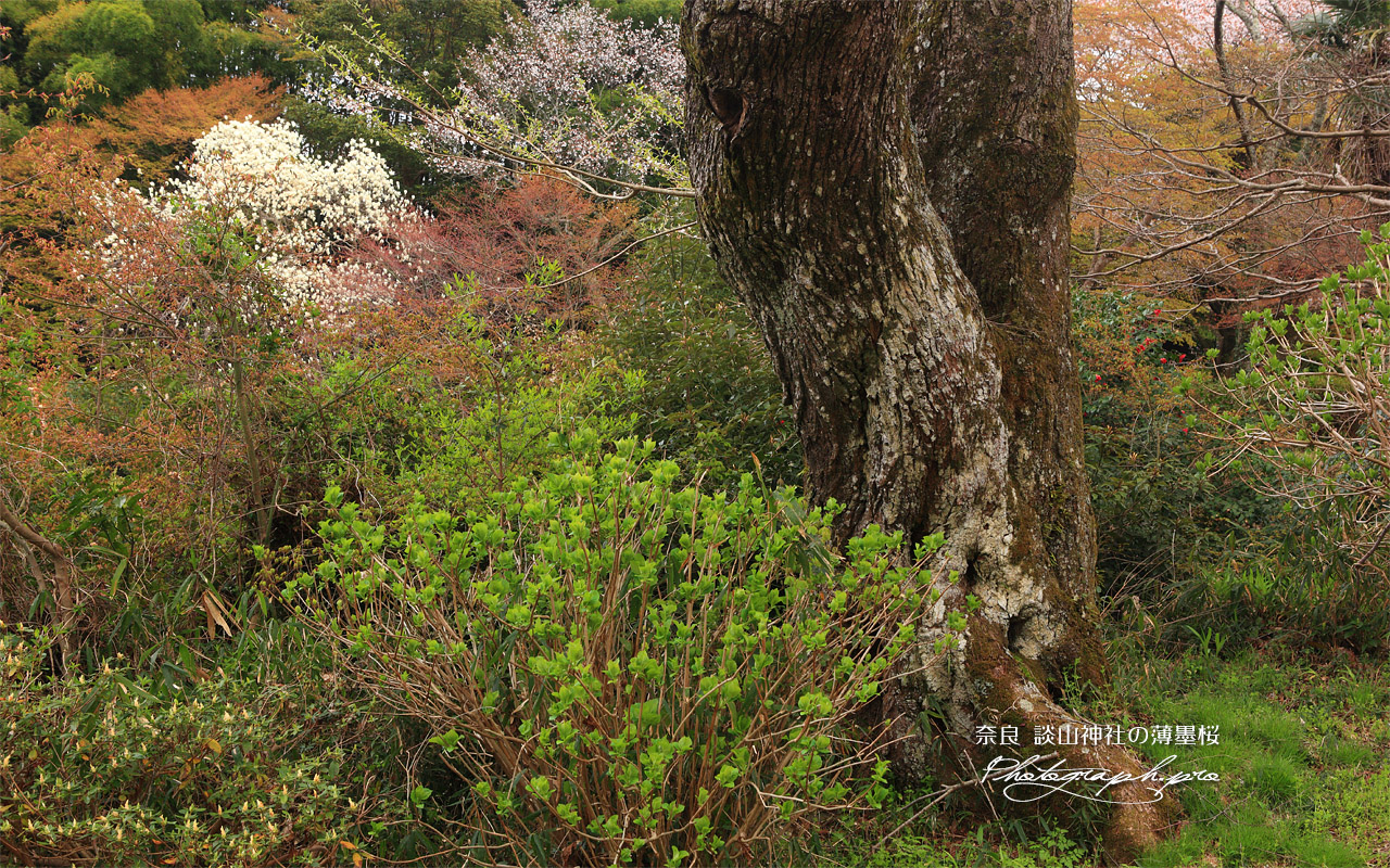 談山神社の小つづみ桜 壁紙