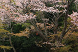 談山神社 ヤマザクラ