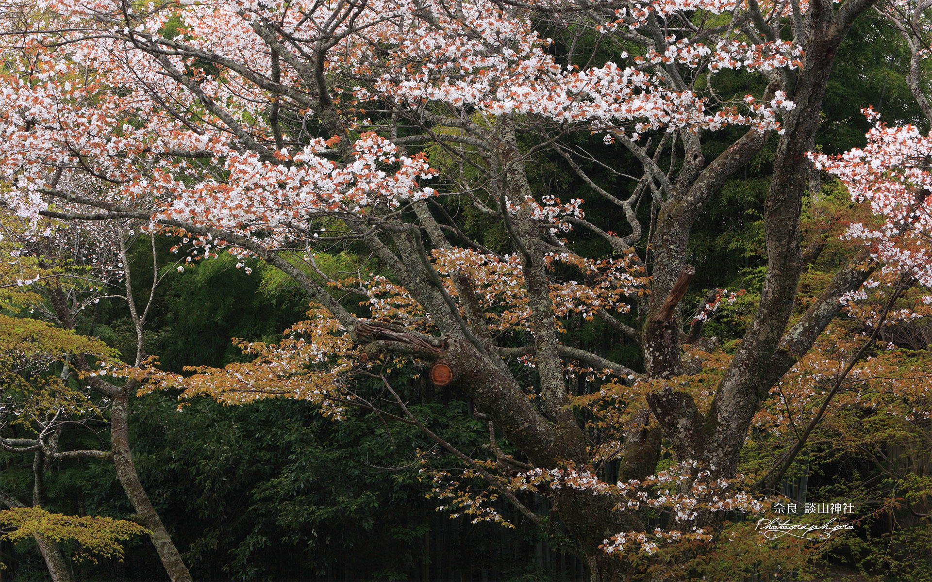 談山神社 ヤマザクラ