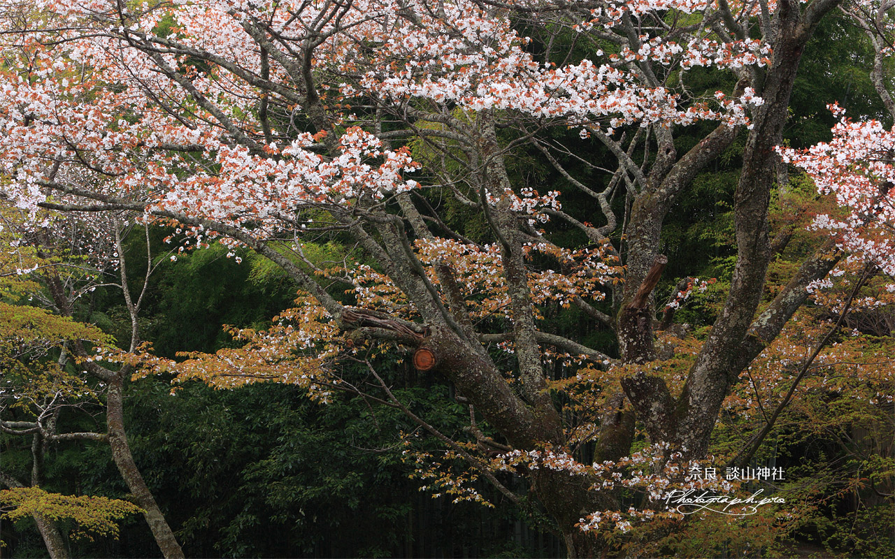 談山神社 ヤマザクラ 壁紙