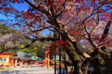 熊野那智大社の山桜