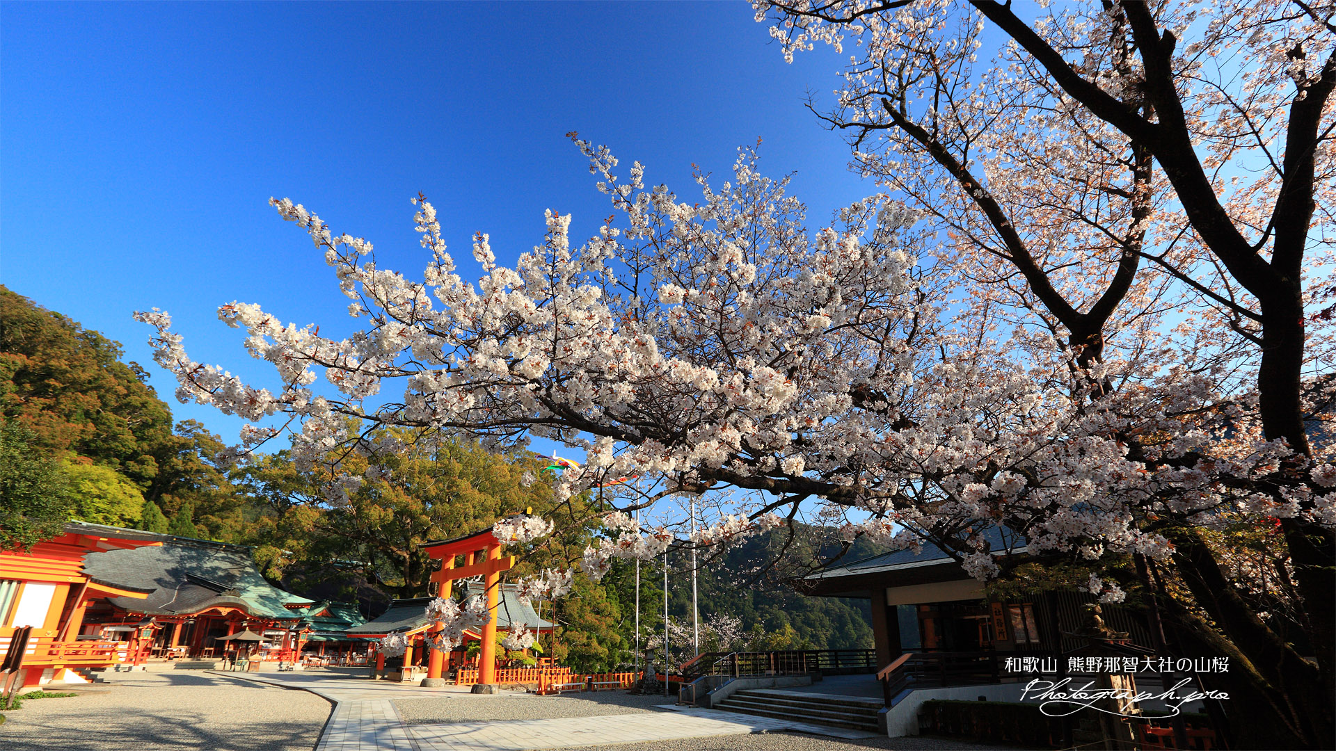 熊野那智大社の白山桜