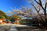 熊野那智大社の白山桜