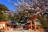 熊野那智大社の秀衡桜