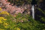 新緑と山桜に那智大滝