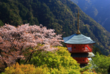 山桜と青岸渡寺三重塔