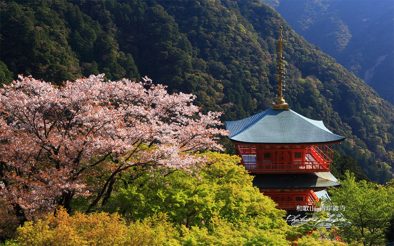 山桜と青岸渡寺三重塔 壁紙