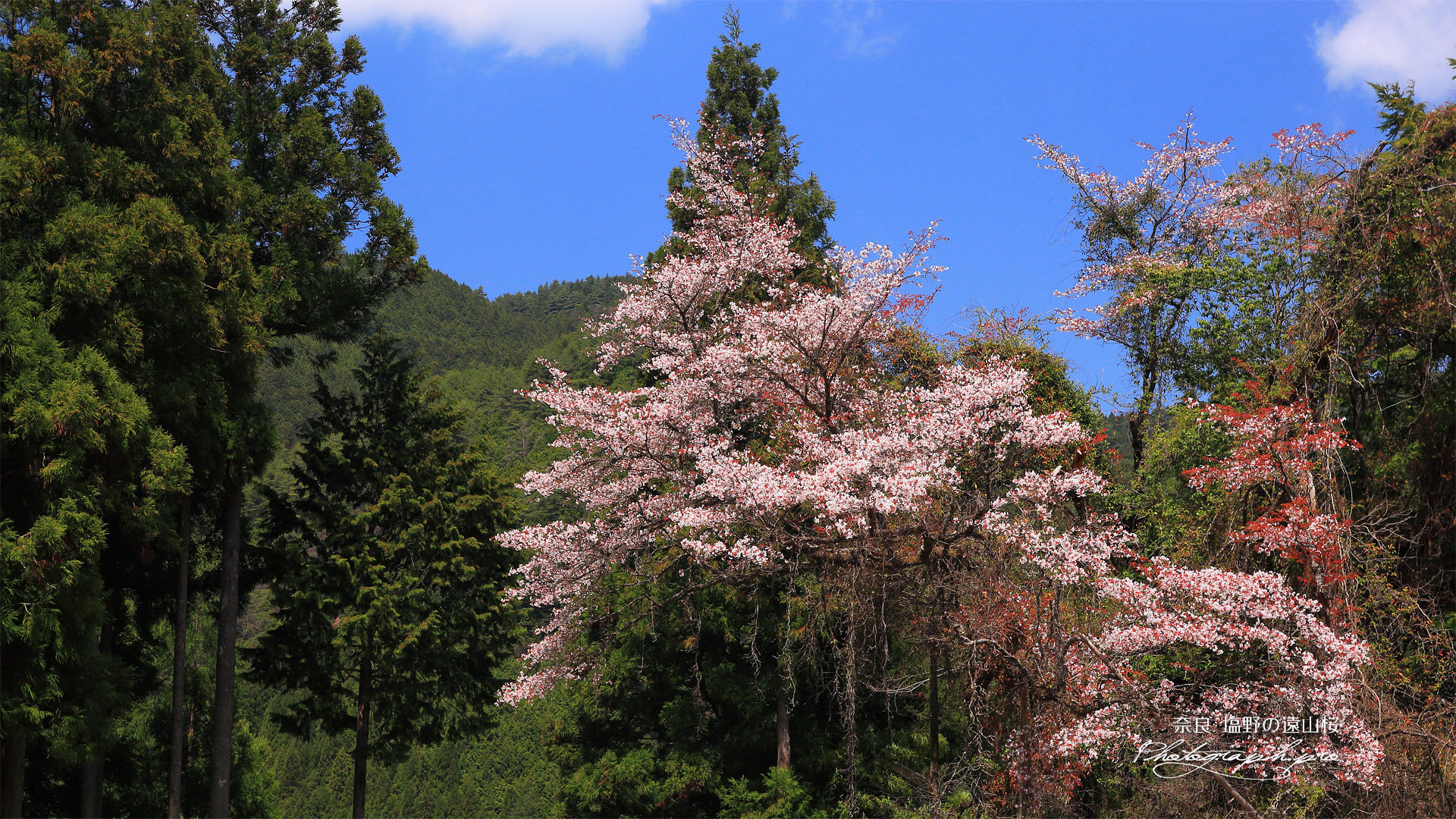 塩野の遠山桜