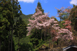 塩野の遠山桜